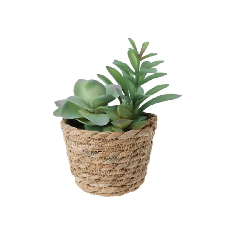 Plante décorative dans un panier en rotin